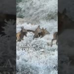 あなたには、その力があります！#深呼吸 #瞑想 #癒し動画 #冬動画　#加藤先生 #shorts