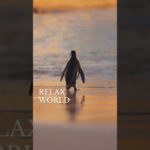 リラックスしたいなら見てね！#深呼吸 #瞑想 #癒し動画 #加藤先生 #shorts