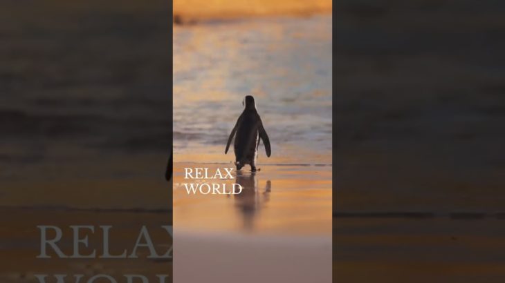 リラックスしたいなら見てね！#深呼吸 #瞑想 #癒し動画 #加藤先生 #shorts