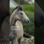 リラックスしたいなら見てね！#深呼吸 #瞑想 #癒し動画 #加藤先生 #shorts