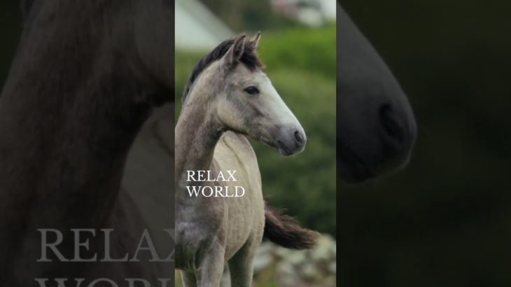 リラックスしたいなら見てね！#深呼吸 #瞑想 #癒し動画 #加藤先生 #shorts