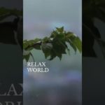 どんな気分で過ごしたい？#深呼吸 #瞑想 #癒し動画 #加藤先生 #shorts