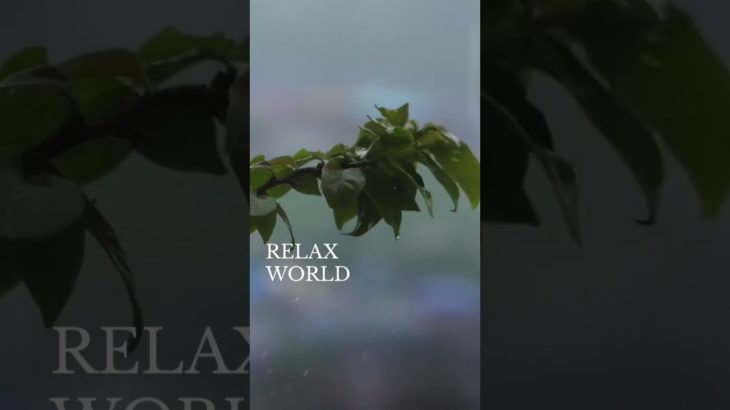 どんな気分で過ごしたい？#深呼吸 #瞑想 #癒し動画 #加藤先生 #shorts