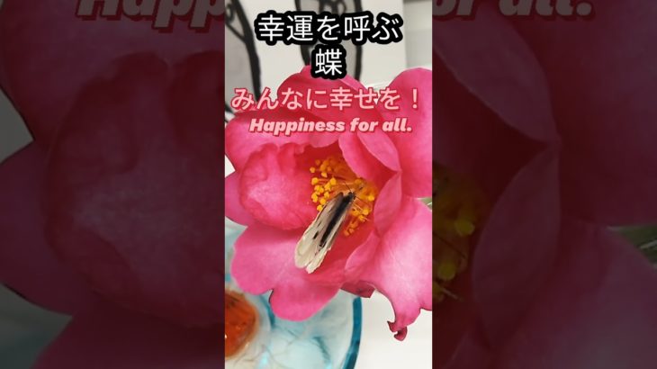 #命の大切さ#幸運を呼ぶ#蝶#スピリチュアル#shorts