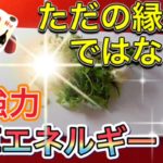 日本人なら取り入れるべき七草エネルギー⛩スピリチュアル的解説【正式な作法の解説＆実践つき】年始のエネルギーチャージ⛩開運浄化・無病息災は迷信やジンクスではない。七草歌「七草なづな」歌ってます。