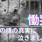 【超スピリチュアル】お空組のワンコさんをチャネリングしました。心が震えました。この日を…