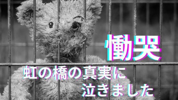 【超スピリチュアル】お空組のワンコさんをチャネリングしました。心が震えました。この日を…