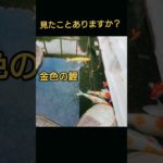 見たことありますか？感謝 パワースポット スピリチュアル 運気上昇|  この動画が表示された方、そしてこれを今日再生出来た方、おめでとうございます今週遂に、奇跡が起こります。