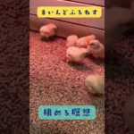 ぴよぴよひよこを眺める瞑想 #マインドフルネス #ゆるぷか  #こころメンテ