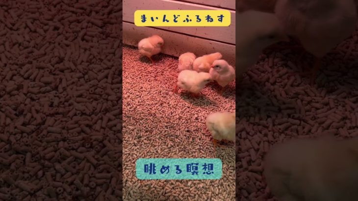 ぴよぴよひよこを眺める瞑想 #マインドフルネス #ゆるぷか  #こころメンテ