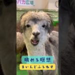 むしゃむしゃアルパカを眺める瞑想 #マインドフルネス #ゆるぷか  #こころメンテ
