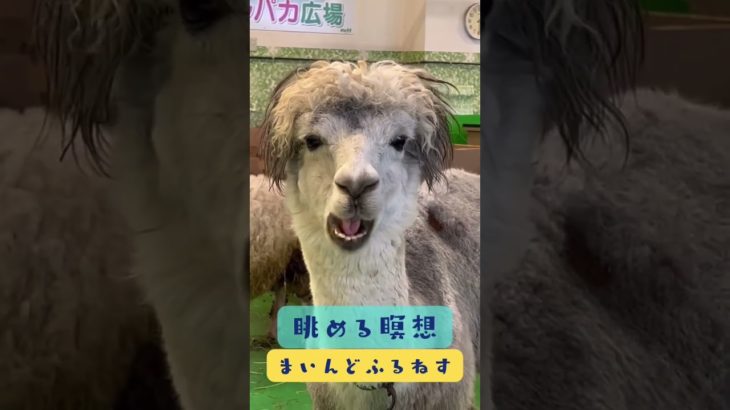 むしゃむしゃアルパカを眺める瞑想 #マインドフルネス #ゆるぷか  #こころメンテ
