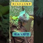 もそもそ動くイグアナを眺める瞑想 #マインドフルネス #ゆるぷか  #こころメンテ