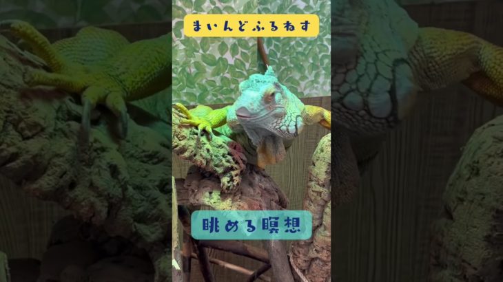 もそもそ動くイグアナを眺める瞑想 #マインドフルネス #ゆるぷか  #こころメンテ
