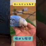 ぱくぱくインコを眺める瞑想 #マインドフルネス #ゆるぷか  #こころメンテ