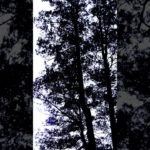 【朝の瞑想】１分間、呼吸に意識をむける、Feel only your breathing, 1 min.