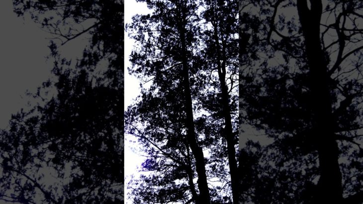 【朝の瞑想】１分間、呼吸に意識をむける、Feel only your breathing, 1 min.