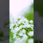 【夜の瞑想】１分間、すべての活動を停止する。休む。Stop all your activity. rest, 1 min.