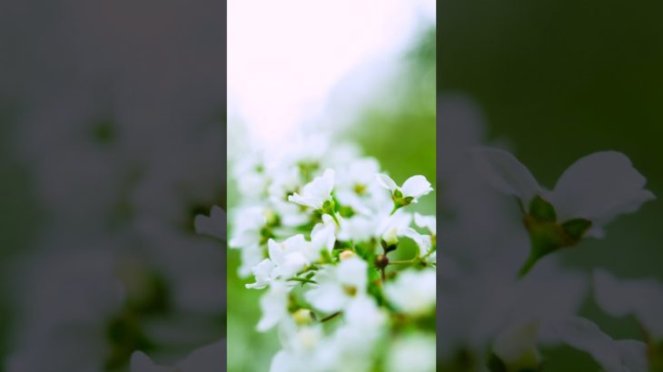 【夜の瞑想】１分間、すべての活動を停止する。休む。Stop all your activity. rest, 1 min.