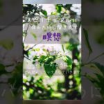 スピリチュアル・精神世界に疲れた時に聴き流す瞑想 #魔境 #shorts #スピ