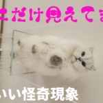 スピリチュアルな猫の遊び方がこちらです。〔猫いる４３〕
