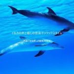 イルカの音  8時間 熟睡できる癒しの睡眠用音楽・ リラックス　、睡眠音楽 不眠改善　気心地よく  疲れを癒し  イルカの鳴き声と癒しの音楽を組み合わせた、睡眠用や瞑想、ヨガ、日々のルーティン