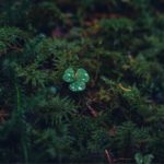 【草木に滴る雨音】瞑想・癒し・熟睡。窓を開けると聴こえてくるヒーリング音楽【The sound of rain dripping on the plants】