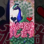 幸運を呼ぶ孔雀 運気上昇 #ヒーリング #占い #恋愛運 #運気 #スピリチュアル #金運 #shorts