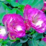 ビタミンカラーでウェルビーイング@teradayoshiko7189