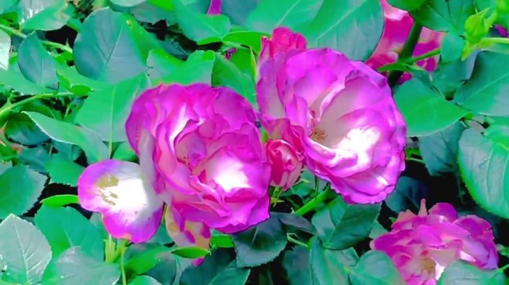 ビタミンカラーでウェルビーイング@teradayoshiko7189