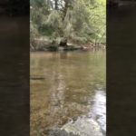 1 min of Serenity at the Lakeside: Soothing Nature Getaways for Well-being / Sérénité au Bord du Lac