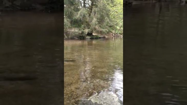 1 min of Serenity at the Lakeside: Soothing Nature Getaways for Well-being / Sérénité au Bord du Lac