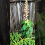 The Health Benefits of Aloe Vera: Keeping Your Well-being Intact | SourcetoSoul | Australia