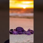 ２月の誕生石・アメジストの癒しBGM #ヒーリング音楽 #瞑想音楽 #自律神経を整える #波動を高める #パワーストーン #浄化 #subscribe #crystals #minerals　#睡眠用