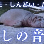 リラックス音楽【癒し・ヒーリングミュージック】睡眠用BGM、休息。読書、集中、作業用BGM、癒し、自律神経を整える、瞑想、ストレス軽減、寝落ち、深い眠り、熟睡
