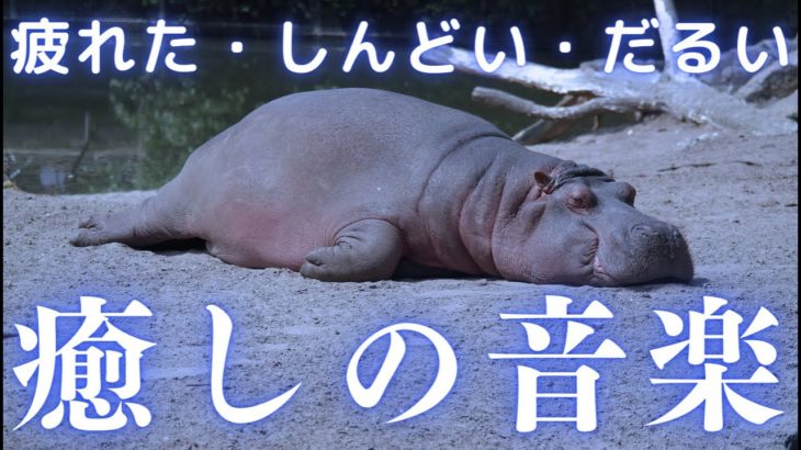 リラックス音楽【癒し・ヒーリングミュージック】睡眠用BGM、休息。読書、集中、作業用BGM、癒し、自律神経を整える、瞑想、ストレス軽減、寝落ち、深い眠り、熟睡