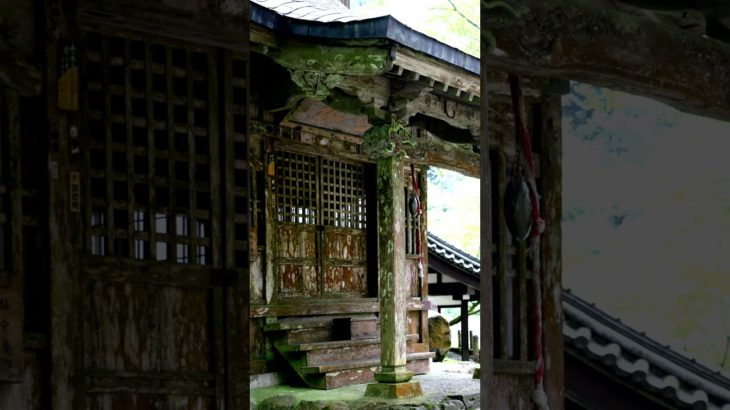 【Meditation music, 30s】Eiheiji, beyond time.【朝の瞑想。30秒間】永平寺、時をこえて。