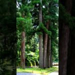 【Meditation music, 30s】God resides in trees.【朝の瞑想。30秒間】木には神が宿る。