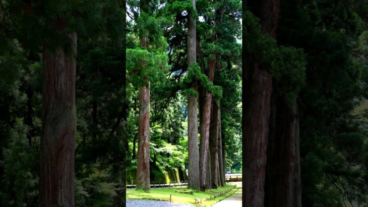 【Meditation music, 30s】God resides in trees.【朝の瞑想。30秒間】木には神が宿る。