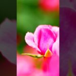 【Mindfulness, meditation, 15s】First love.【マインドフルネス瞑想。15秒間】初恋。