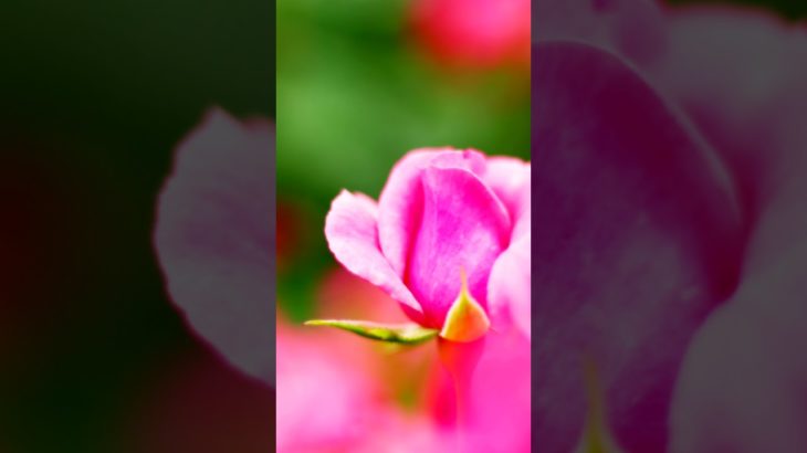 【Mindfulness, meditation, 15s】First love.【マインドフルネス瞑想。15秒間】初恋。