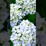 【Mindfulness, meditation, 15s】Scenery of Japan in June.【マインドフルネス瞑想。15秒間】六月、日本の景色。