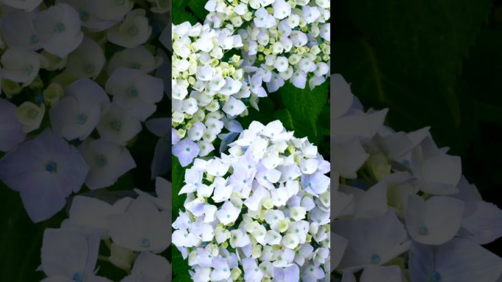 【Mindfulness, meditation, 15s】Scenery of Japan in June.【マインドフルネス瞑想。15秒間】六月、日本の景色。