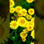 【Mindfulness, meditation, 15s】like the sun.【マインドフルネス瞑想。15秒間】太陽のように。