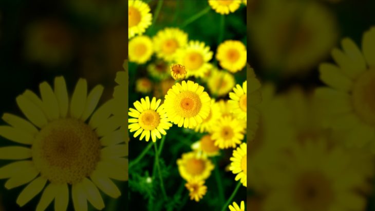 【Mindfulness, meditation, 15s】like the sun.【マインドフルネス瞑想。15秒間】太陽のように。