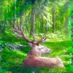 【心も身体もリラックスする癒しの音楽🍀】何も考えたくない時、穏やかな気持ちになりたい時聴いてください💫【癒しの音楽、ヒーリング音楽、睡眠音楽】healing music