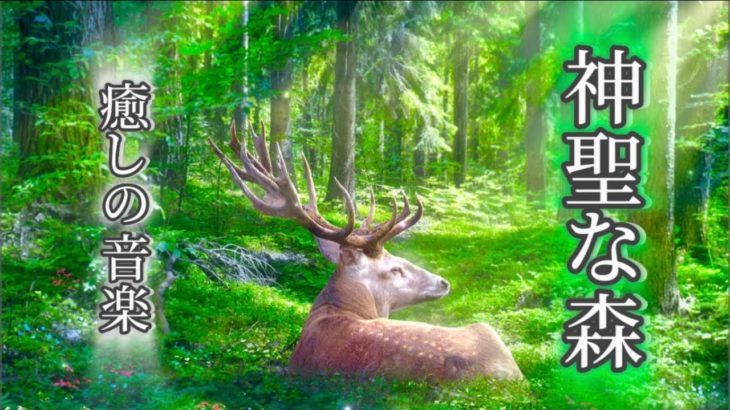 【心も身体もリラックスする癒しの音楽🍀】何も考えたくない時、穏やかな気持ちになりたい時聴いてください💫【癒しの音楽、ヒーリング音楽、睡眠音楽】healing music