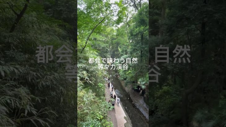 #等々力渓谷【都会で味わう自然】#自然 #リラックス #散歩 #観光 #スピリチュアル#japan #tokyo #travel #nature #relax #spirituality #short
