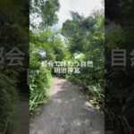 #明治神宮 #菖蒲園【都会で味わう自然】#リラックス #観光 #スピリチュアル #japan #tokyo #travel #nature #relax #spirituality  #shorts