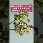 願いをコメントすると効果倍増💖✨#スピリチュアル #波動 #幸運